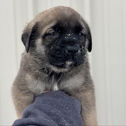 Daisy - Fawn female Mastiff puppy in Wewoka, Oklahoma from P Diamond Mastiffs