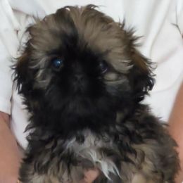 Joe - Brindle male Shih Tzu puppy in Stockton, Missouri from James and Denise's Shih Tzus