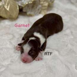 Garnet - Red tri female Miniature Australian Shepherd puppy in Chino Valley, Arizona from BlueZion Aussies