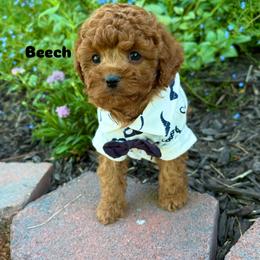 Bernedoodle, Cavalier King Charles Spaniel, Cavapoo, Goldendoodle, and Poodle Puppies from Gypsi Doodles & Poodles LLC.