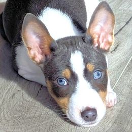 Basenji Puppies from Basenji Puppies