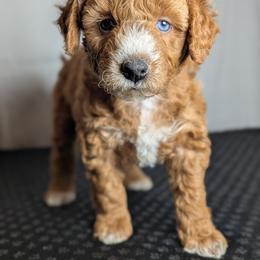 French Fry - Apricot female Schnoodle puppy in Caldwell, Idaho from Boise Doodle Co.