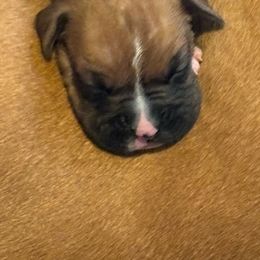 Girls 3 - Boxer puppy from Plank Trail Boxers plainville