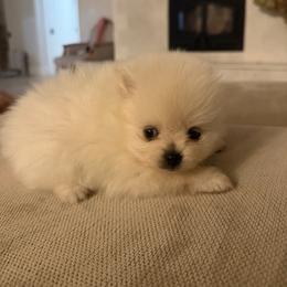 Girl 2 - Cream female Pomeranian puppy in Meridian, Idaho from Precious poms