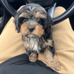 Cavapoo Puppies from Woodland poodles and Cavapoos