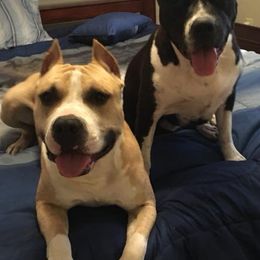 American Staffordshire Terriers from Southern Oaks American Staffordshire Terriers