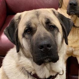 Achelous - Anatolian Shepherd Dog