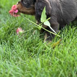 Cavalier King Charles Spaniel Puppies from Pam's Cavalier King Charles Spaniels