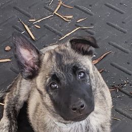 Dutch Shepherd Puppies from MAC K9 Dutch Shepherds