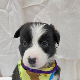 (Kaya) Maggie - Black and white female Border Collie puppy in Max, Nebraska from Stag Valley Homestead