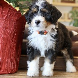 "Zuma" Bernedoodle and Bernese Mountain Dog Puppies from Wild Mountainside Bernedoodles