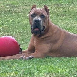 Daisy - Cane Corso