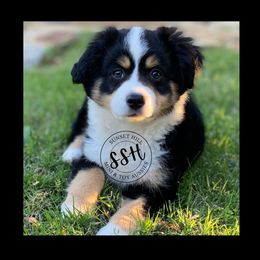 Miniature American Shepherd, Miniature Australian Shepherd, and Toy Australian Shepherd Puppies from Sunset Hill Mini & Toy Aussies