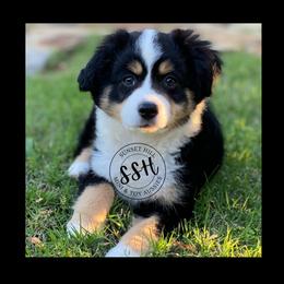 Miniature American Shepherd, Miniature Australian Shepherd, and Toy Australian Shepherd Puppies from Sunset Hill Mini & Toy Aussies