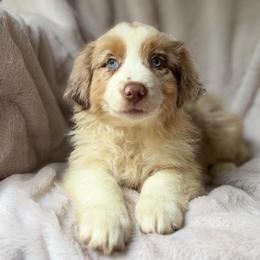 Cranberry Fizz - Red merle female Australian Shepherd puppy in Wayne, West Virginia from Creek Side Aussies & Doodles