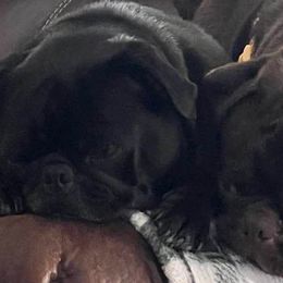 Pugs from Lynnette's Pugs