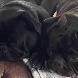 Pugs from Lynnette's Pugs