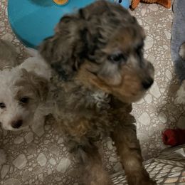 Aussiedoodle Puppies from Creek Bend Farm
