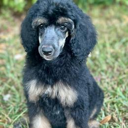 Jett - Phantom female Poodle puppy in Travelers Rest, South Carolina from Cotton Top