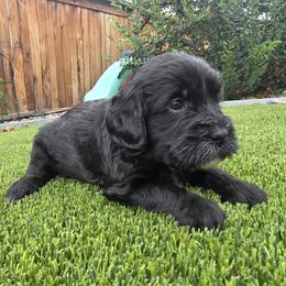 Midnight White - Black female Labradoodle puppy in Commerce City, Colorado from Playful Paws Labradoodles