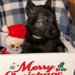 Light Blue - Sable male German Shepherd puppy in Columbus, Georgia from Blue Phoenix Shepherds