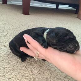 Goldendoodle Puppies from Not Just "Golden" Doodles