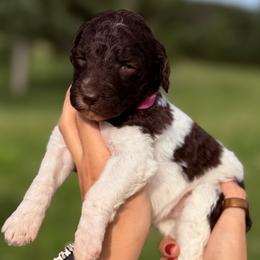 Daisy (Dark Pink Collar Female) - Parti female Poodle puppy in Jasper, Georgia from Harrington Doodles & Poodles