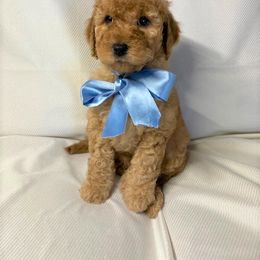 Goldendoodle Puppies from OnlyGoldendoodles