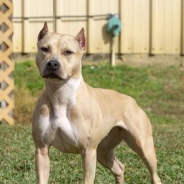 Shine - American Pit Bull Terrier