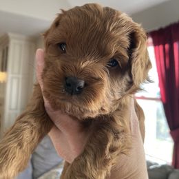 Cavapoo and Poodle Puppies from Mumma’s Standard Poodles