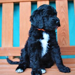 Goldendoodle Puppies from Warren Doodles