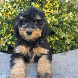 Brody - Tri-color male Bernedoodle puppy in Blackfoot, Idaho from Draper Mountain Doodles