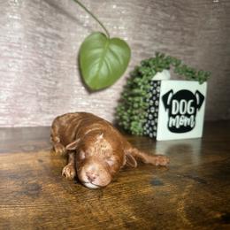 Crimson - Red  male Poodle puppy in Griffin, Georgia from Rawls Lovely Little Tots