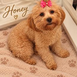 Honey - Shihpoo