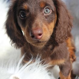 Dachshund Puppies from Callaway Country Dachshunds