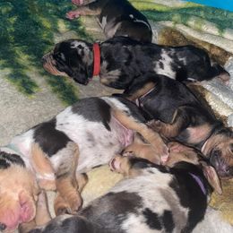 American Leopard Hound Puppies from Black Dragon Hounds