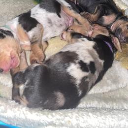 American Leopard Hound Puppies from Black Dragon Hounds