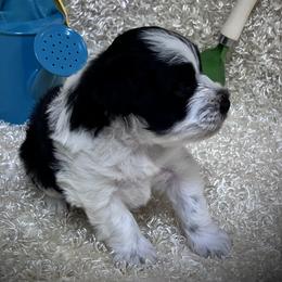 BJ - Black male Miniature Schnauzer puppy in San Augustine, Texas from My Little Schnauzer Pals