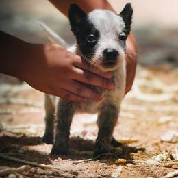 Frodo (AKC) Runt - Blue male Australian Cattle Dog puppy in Marana, Arizona from Impact 3rd Australian Cattle Dogs