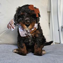 Gummy Bear - Tri-color female Bernedoodle puppy in Decatur, Georgia from So Adoodable