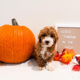 Nala - Apricot female Goldendoodle puppy in Kissimmee, Florida from Poodle Doodle Kennels