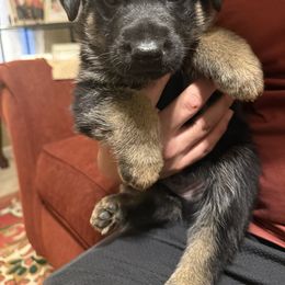 Male Brown - Black and tan male German Shepherd puppy in San Antonio, Texas from Alamo Canine