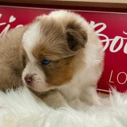 Sugar - Red merle female Toy Australian Shepherd puppy in Blacksburg, South Carolina from Blue’s Family Aussies