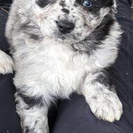 St. Nick - Blue merle male Australian Shepherd puppy in Stockport, Ohio from Coleman's Natural Bridge Aussies
