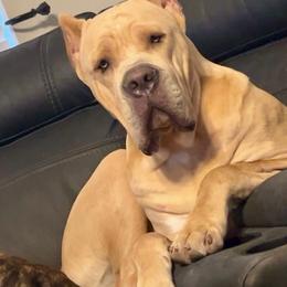 Maximus - Cane Corso