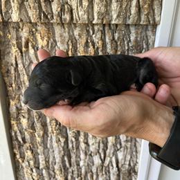 Boy 1 - male Aussiedoodle puppy in Kings Mountain, North Carolina from Champion Farms Doodles