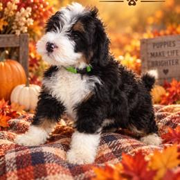 Maize - Tri-color female Bernedoodle puppy in Lakeside, California from True Joy Bernedoodles and French bulldogs