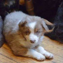 Puppy 1 - Red merle female Australian Shepherd puppy in Three Rivers, Michigan from Mitten Australian Shepherds