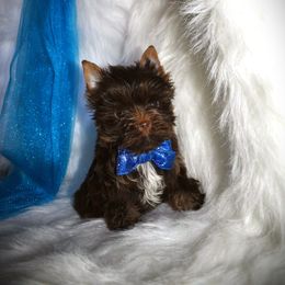 Yorkshire Terrier Puppies from Majestic Mountain Yorkies