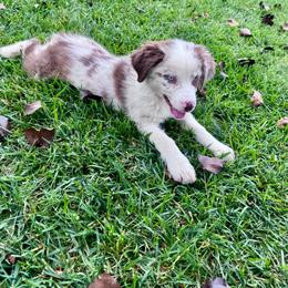Caspian - Red merle male Miniature Australian Shepherd puppy in California from Eagle River Aussies